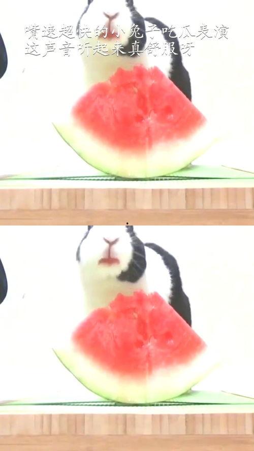 娱乐吃瓜小金鱼小说,小金鱼吃瓜记