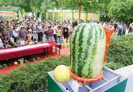 寿光市吃瓜娱乐工作室,揭秘瓜乡的欢乐生活圈