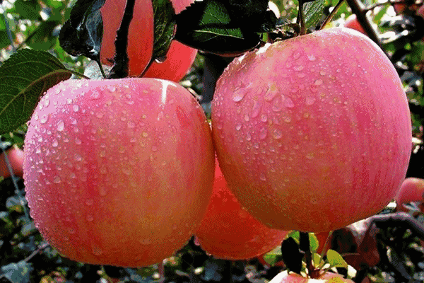 5.1吃瓜网官网苹果版